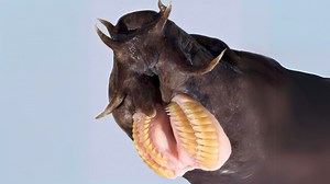 8.4K views · 86 reactions | Hagfish  This Fish Eats From INSIDE! | 1 Minute Animals Discover how the hagfish contorts its body to feast on dead whales! From its jawless mouth and single nostril to its weapon of choice: a horrifying slime that can clog the gills of any predator. #hagfish #bizarrecreature #wildlife #deepsea #weirdcreatures #oceanlife | 1 Minute Animals | Facebook