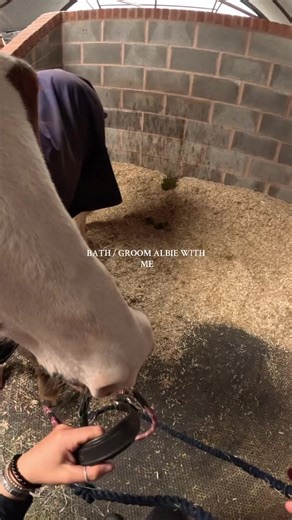 someone requested this video but i couldnt find the comment!! albie had a day off today as he was tired after the fun ride so i did a full grooming / bathing session. it wasnt a proper wash just wanted to get the worst off and he was going back out to the field once he dried off which is why i didnt bother so much with his legs 😊 #bathwithme #gopro #heroblack12 #grooming #bath #horsesoftiktok #equestrians #horsetok #ASMR #asmr #foryouviral #fypシ #foryou #tiktok #viral #tiktoker