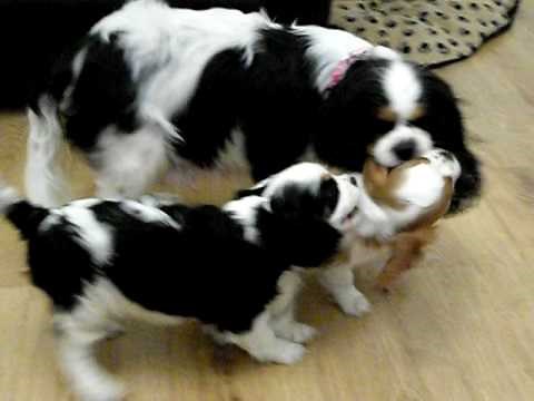 Cavalier king charles spaniel puppies 8 weeks old