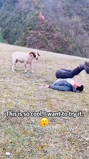 Funny sheep | Lou Mak