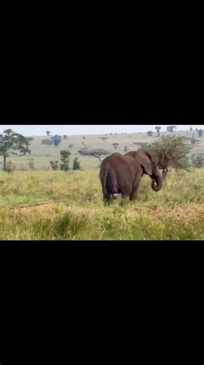 A new life begins! 💞 The proud mama elephant lovingly welcomes her newborn into the world — a beautiful moment of nature’s magic. 🐘👶💚 #ElephantLove #NewBorn #NatureWonder #WildlifeMagic #everyonefollowers | I Love Elephant