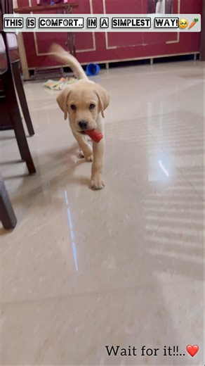 This is comfort.. in the simplest way! 🥹🥕 | Raghuu | Labrador | 🐶🐾 #labrador #puppy #shorts