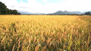 Swaying in the wind: Paddy fields of Arunachal Pradesh