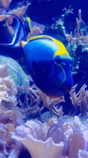 Adorable Dori Exploring the Coral Reef 🐟🌊