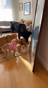 At least twice a day this scene is guaranteed they come to watch the pets but end up standing there watching themselves like they completely forgot why they came#chihuahua #rottweiler | House of Paws