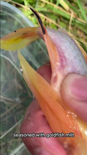 Breeding a goldfish with a rosy red minnow #fyp #shorts #fish #goldfish #hybrid