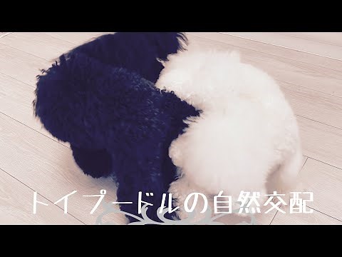 犬のブリーディング Dog Breeding