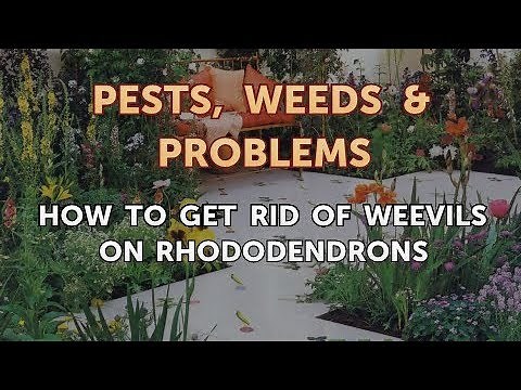 How to Get Rid of Weevils on Rhododendrons