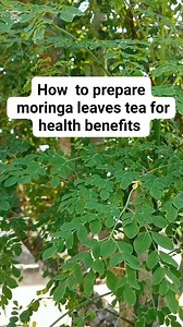 How to prepare moringa tea #herbal #health | Brandy Herbal medicine