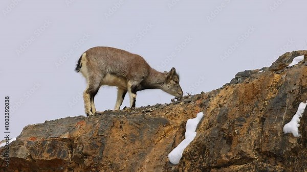 Siberian ibex (Capra sibirica) eating also known using regionalized names including Altai ibex, Asian ibex, Central Asian ibex, Gobi ibex, Himalayan ibex, Mongolian ibex or Tian Shan ibex