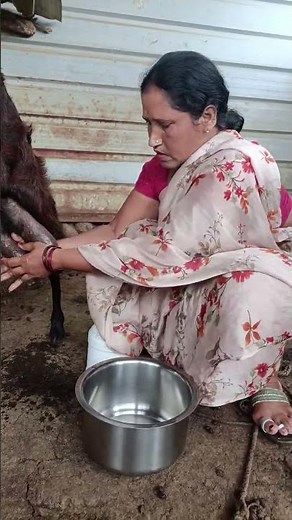 beautiful ❤️ goat milking 🔥#youtube