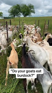 1.1K reactions · 16 shares | Do your goats eat burdock? | Iowa Kiko Goats | Facebook