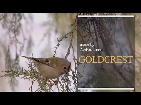 Goldcrest [Regulus Regulus]