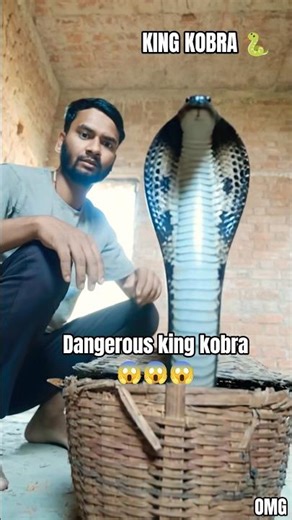 King kobra Dangerous #kingkobra #venam #snak #snaks #omg #kobra #sanp #vjosariver #stinivabeach