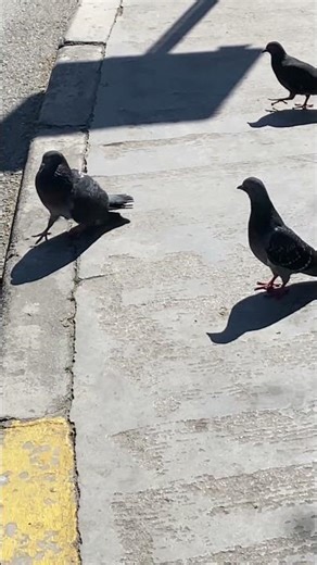 The fat pigeon got angry at his friends