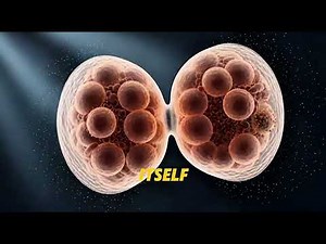 The mystery behind twin formation.