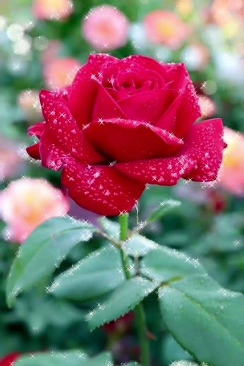 Happy Birthday! ❤️ Zum geburtstag viel glück! 🌹 Alles Gute zum Geburtstag! 🌷