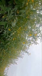 Organic Fertilizer Khuba Soil Conditioner 98866 56013 95900 00959 https://khuba.in/agriculture 📍 **Village:** Satihal 🌾 **Tq:** #Devarhipparagi 🌍 **Dist:** #Vijayapur #Bijapur 📞 **Cell:** 99026 57222 🗓️ *28th October 2025* 🌱🌦️ Meet the Farmer Who’s Growing Hope in Dry Lands! **Shri Appu Patil** — a proud, first-time *100% Organic* farmer — has shared a video filled with joy and confidence, as he applies **Khuba Soil Conditioner** to his fields in Satihal. While **North #Karnataka ** has w