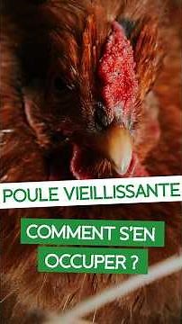 🐔 How to Care for an Aging Chicken?
