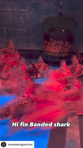 2.6K views · 25 reactions | @monsteraquarium The Hi Fin Banded Shark,...