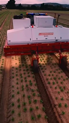 AI Based Laser Weeder in Lettuce塞塞 Field ｜｜ Made By Carbon Robotics USA ｜｜ #shorts | Mark Gui | Facebook
