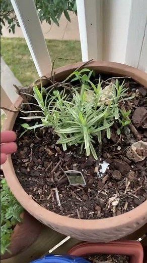 🌿 How I Learned to Properly Care for My Rosemary and Lavender 🌱