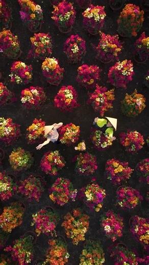 Stay & Wander on Instagram: "Spring in the Mekong Delta is a work of art that features moving parts and bright colours. ⁠ ⁠ The Mekong Delta is called the "Rice Bowl" of Vietnam. It is a breathtaking sight in the spring. As the Lunar New Year approaches, the complex system of waterways is transformed into a floating kaleidoscope of marigolds, bonsai, and bougainvillea. It is a time of year when the emerald green of the rice fields meets the vibrant yellows of the flower harvests. The colors seem