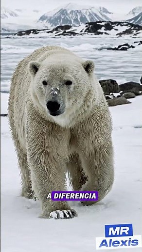 El Oso Polar: El Rey del Ártico