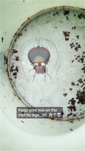 Classic Horror Inspired Insect Art by Richard Wilkinson