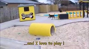 Belle is a friendly 18-month-old Lurcher from Shoreham. She enjoys a gentle fuss and is friendly toward people; once given the time to build a bond, she will be a friend for life. She loves her food, treats and enjoys playing a game of tug. Belle is able to live in a home where children are aged 12 plus. She is friendly with other dogs and is able to live with one, but cannot live with cats, small furries or birds. Belle is ok to be left for short periods, but will need to be occupied with dog-f