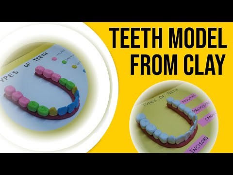 Teeth model project | How to make Teeth from clay |Types of teeth project | Teeth model from clay