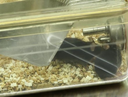 Fundamentals of Rodent Breeding and Weaning