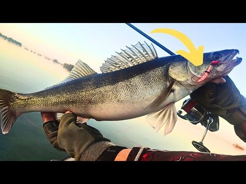 Passive PIKE on super baits Fishing for pike perch on a jig