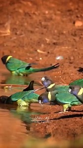Beautiful Wild Australian Ringneck Parrot ❤️ | Pets Kr