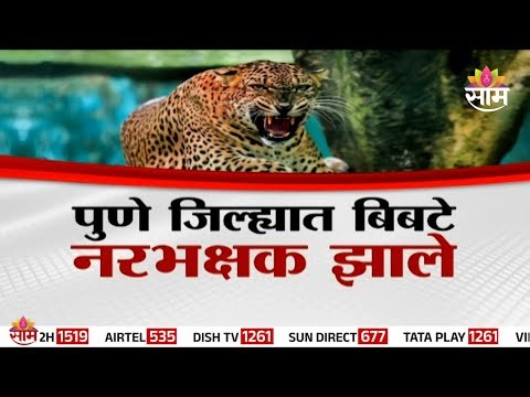 Special Report | पुणे जिल्ह्यात बिबटे नरभक्षक झाले | Leopards Attack News