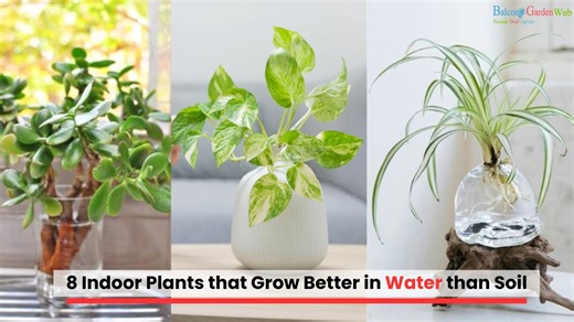 Water-grown wonders: 8 indoor plants that prefer hydroponics
