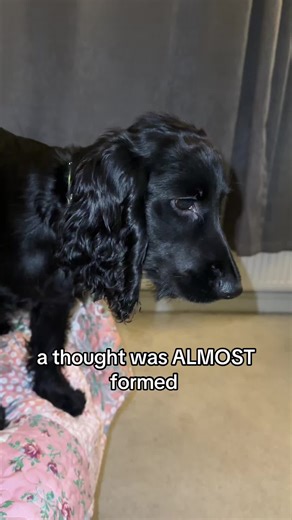 Cocker Spaniel's Curiosity: A Glimpse of Thinking