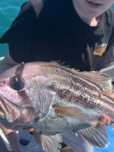 Fishing for Dhufish and Whiting with Ascenza Gear