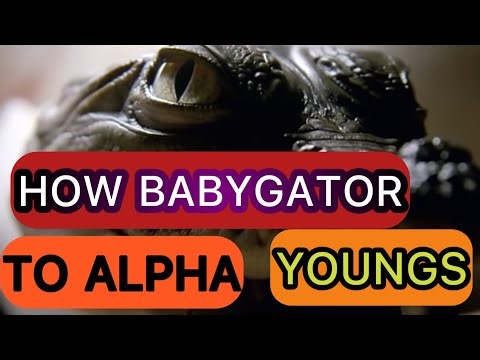 Truth behind in surviving baby gator to alligator#life of Alligator