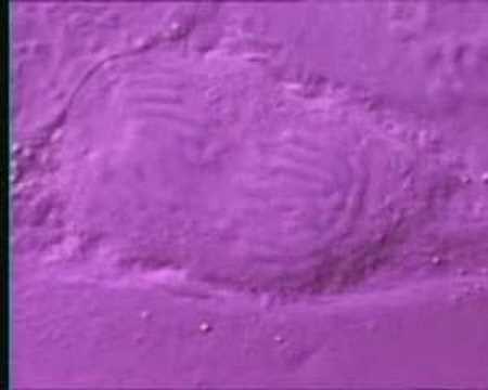 Dna Molecular Biology Visualizations - Wrapping And Replicat