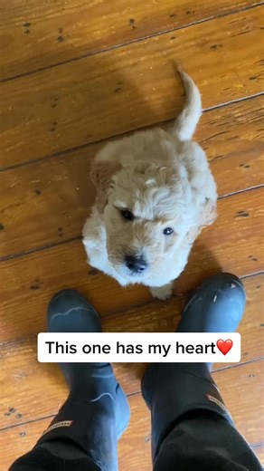 Preparing Golden Doodle Puppies for Their Forever Homes