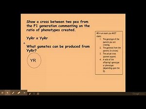 6.1.2 Patterns of Inheritance b) Dihybrid Inheritance