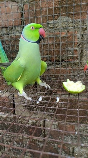 Pyara Talking Mitthu 😍 Green Parrot Lover #trending #talkingparrot #shortvideo #shortsfeed #birds