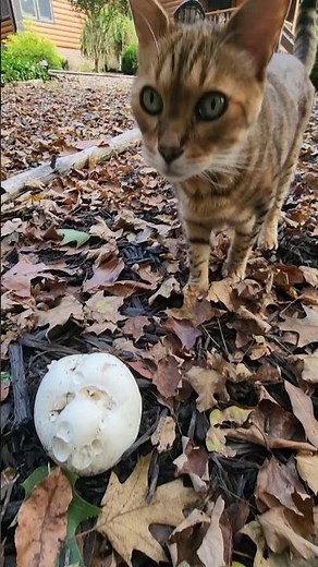 Watch a Giant Puffball Mushroom grow (Calvatia gigantea).#giantpuffball #mushroom