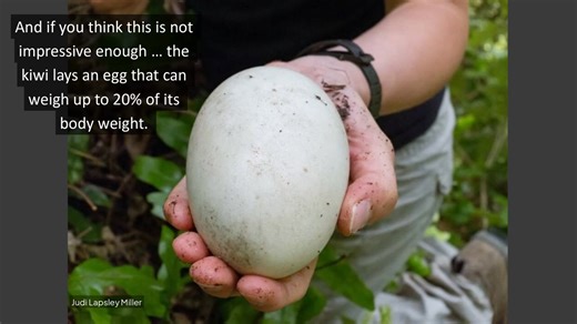 Have you heard of the #kiwi? No, not the fruit, but the bird! Few creatures spark as much curiosity as the kiwi, a bird that defies almost every expectation we might have about #birds. It doesn’t fly, has tiny wings, lays huge eggs and only lives in one very specific corner of the planet: New Zealand. While it may seem modest or even clumsy, the kiwi is a national symbol and living legend. With its secretive behavior and nocturnal habits, it remains an enigma to many, even within its homeland. �