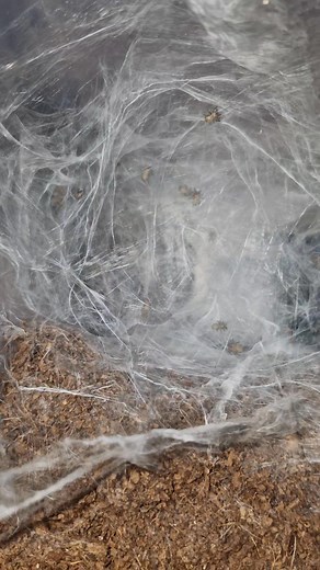 Another successful egg sack of Monocentropus balfouri 😍🕷😍 Never enough 😁 | DAWI Spiders