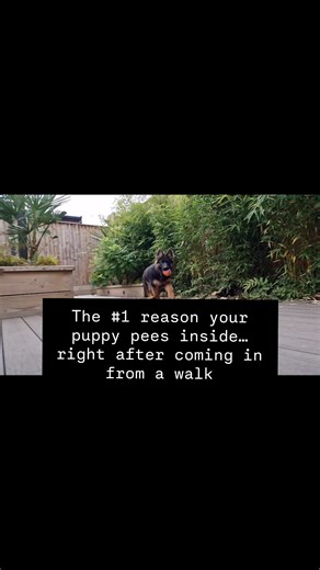 93 reactions · 50 comments | The #1 reason your puppy pees inside…...