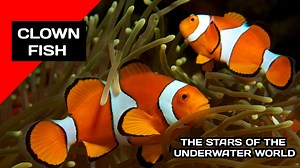 Clownfish🐠 The Stars of the Underwater World | All About Animals Clownfish are iconic underwater stars, known for their vibrant colors, playful behavior, and unique symbiotic relationship with sea anemones. Their role in marine ecosystems, cultural fame through movies like Finding Nemo, and ecological importance make them symbols of the beauty and balance of the ocean world. #clownfish #anemonefish #seaanimals #seacreatures #animals | All About Animals