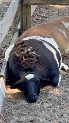 A Day at a Family Farm | Ponies in the Barn, Animals & Lake View
