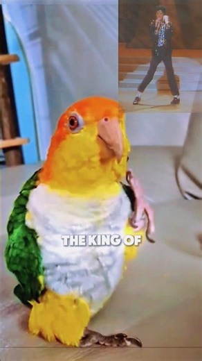 This Parrot Danced Billie Jean Better Than Humans🦜🔥 #shorts #funnyanimals #moonwalk #michaeljackson